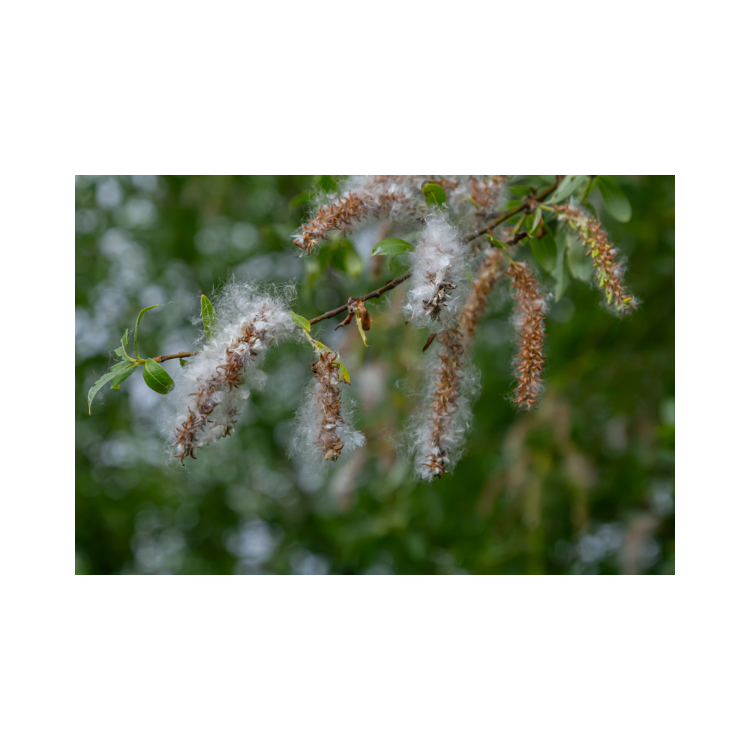 Copy of Copy of Untitled Design 1