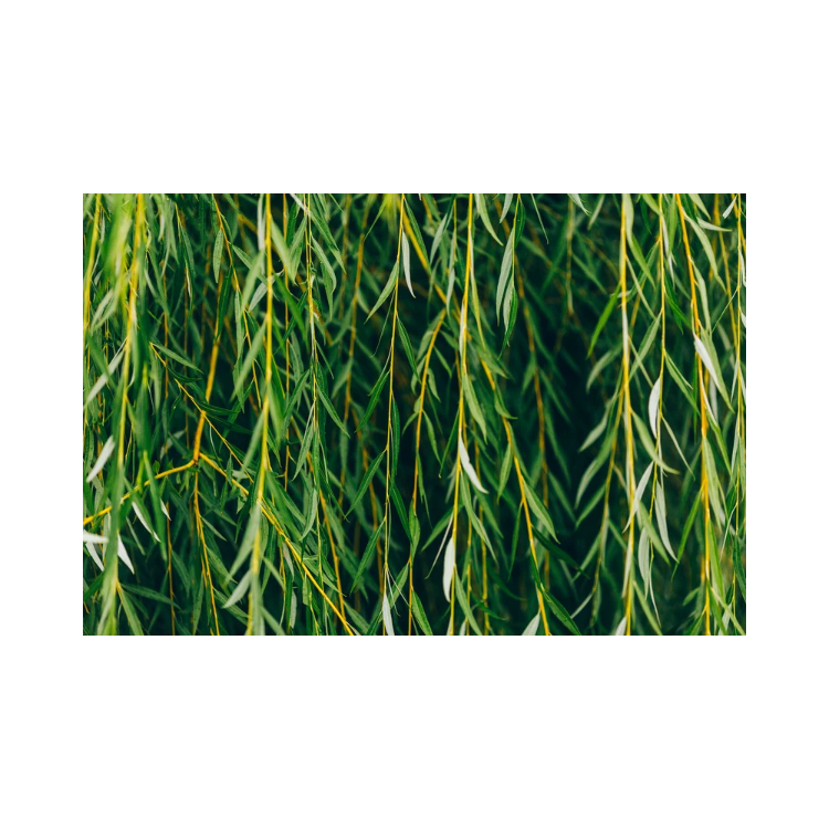 Copy of Copy of Untitled Design 3