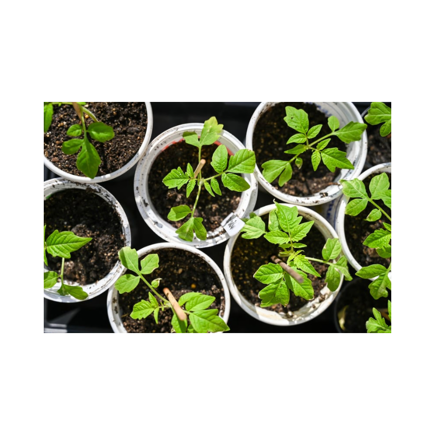 Copy of Untitled Design 26