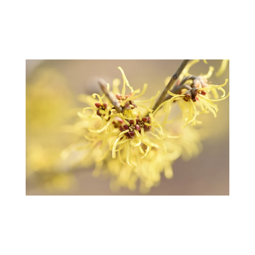 Copy of Untitled Design 63