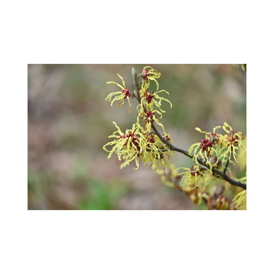 Copy of Untitled Design 64