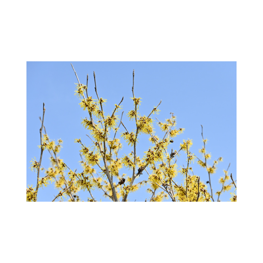 Copy of Untitled Design 65 Copy of Untitled Design 65