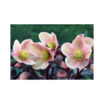 Copy of Untitled Design 85