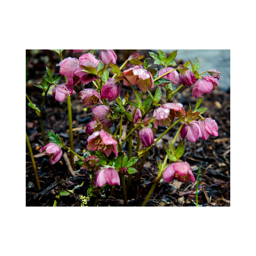 Copy of Untitled Design 88