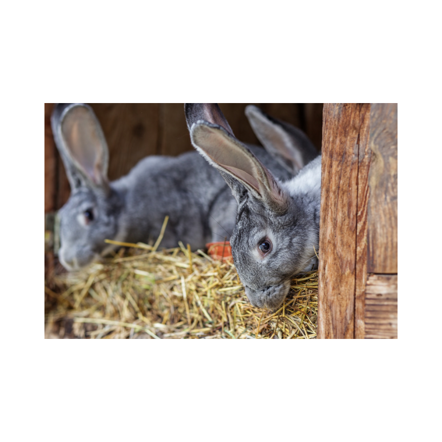 Copy of Untitled Design 95