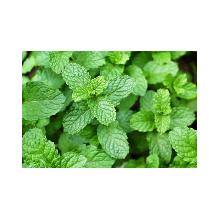 Copy of Copy of Untitled Design 1