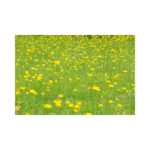 Copy of Copy of Untitled Design 1