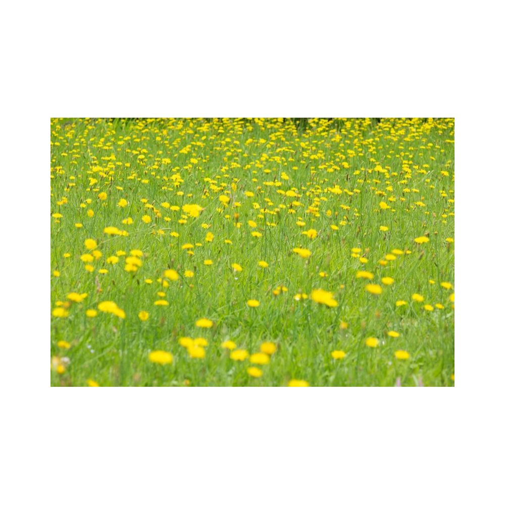 Copy of Copy of Untitled Design 1