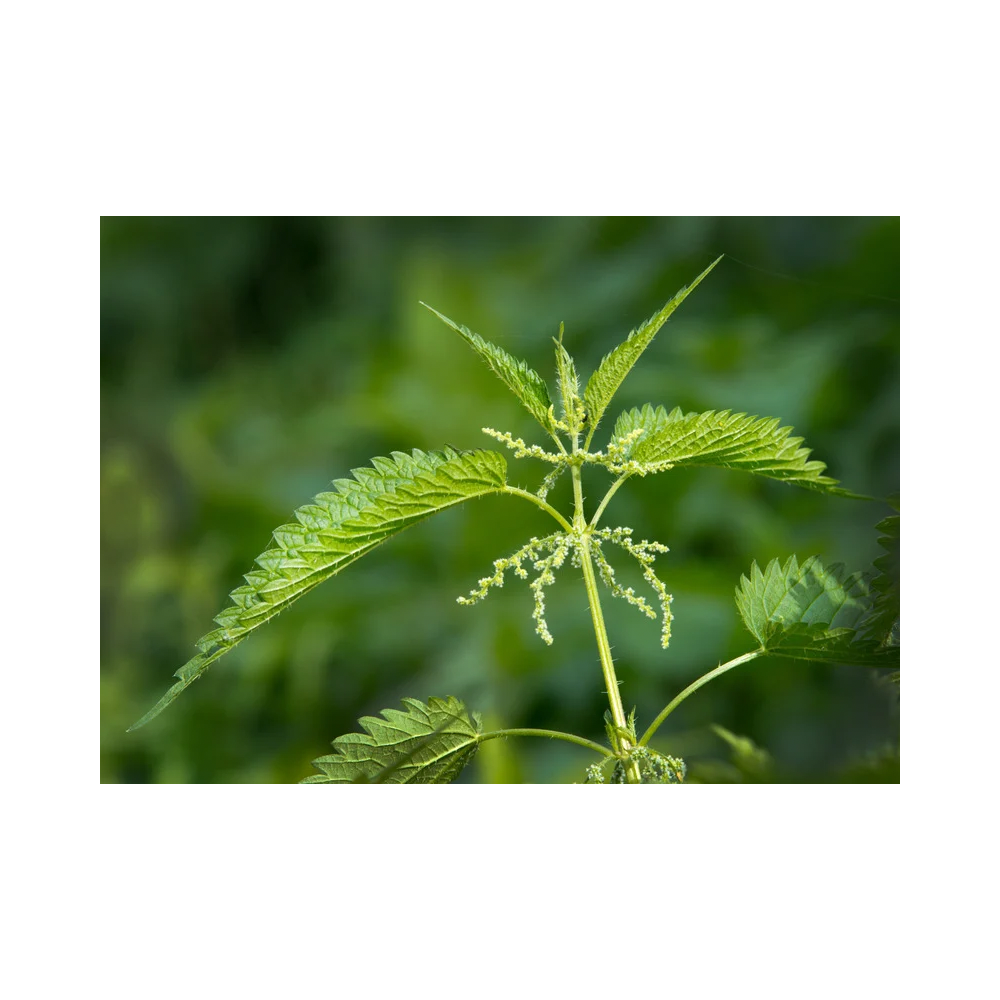 Copy of Copy of Untitled Design 10