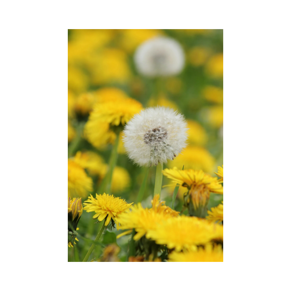 Copy of Copy of Untitled Design 2