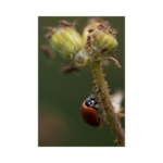 Ladybug headed to devour aphids