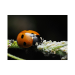 Ladybug eating mealybugs