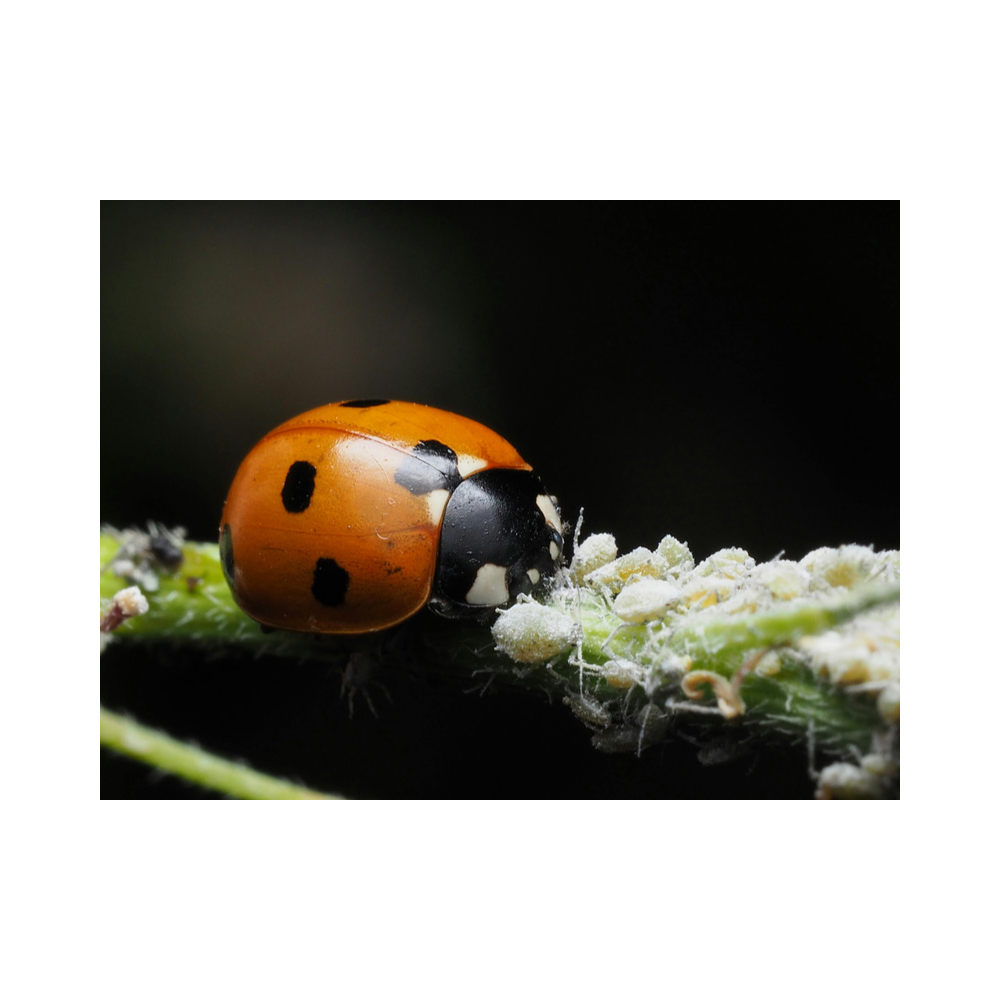 Ladybug eating mealybugs