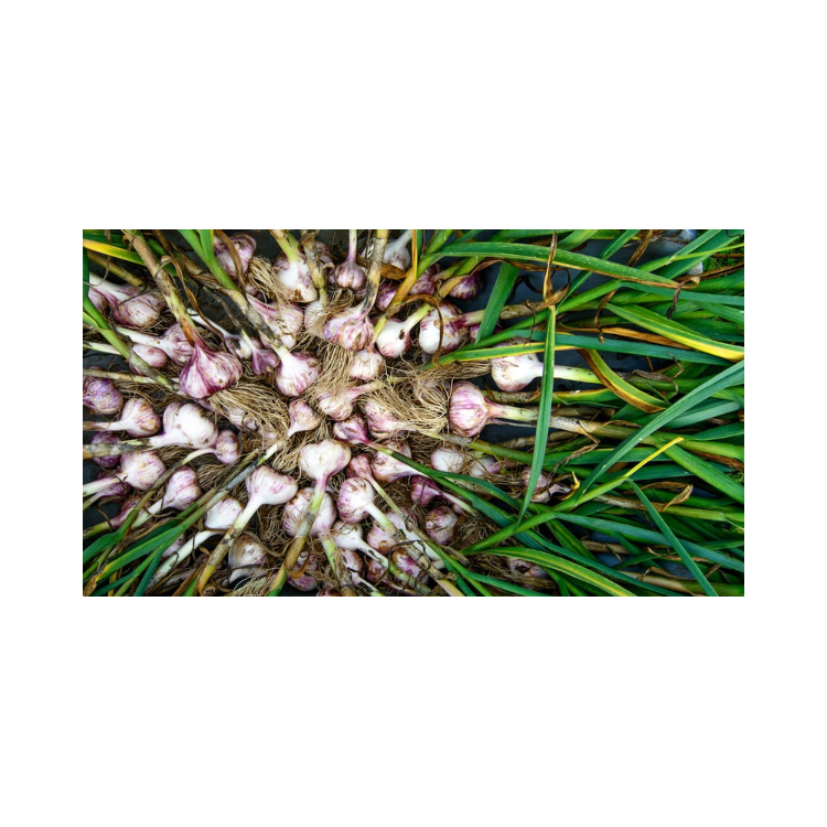 Copy of Copy of Untitled Design 3