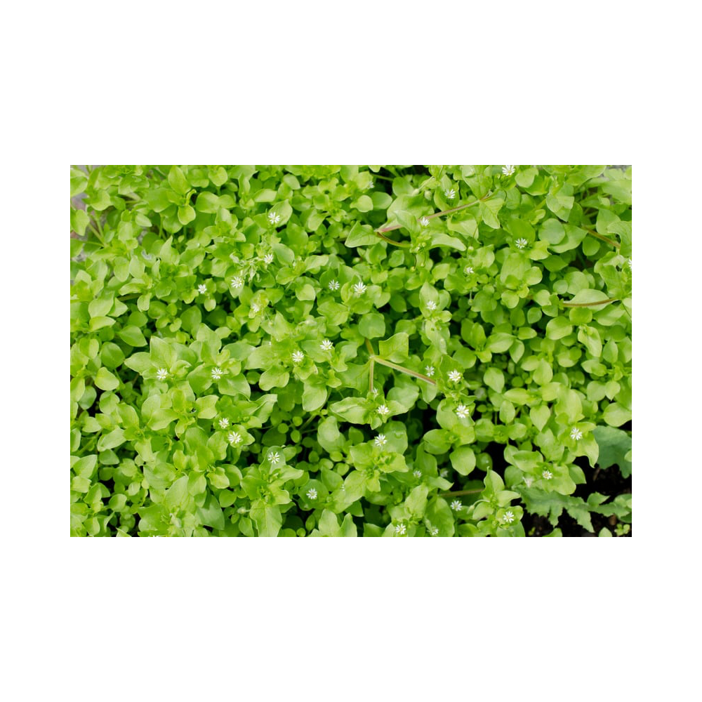 Copy of Copy of Untitled Design 3