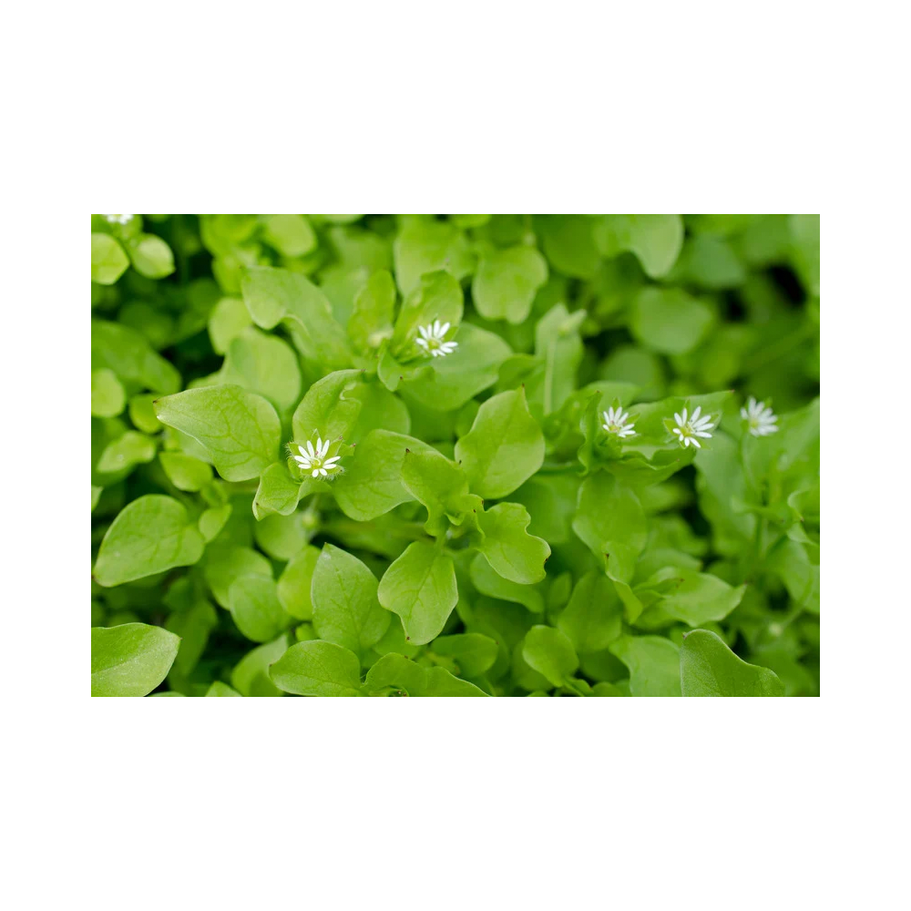 Copy of Copy of Untitled Design 4