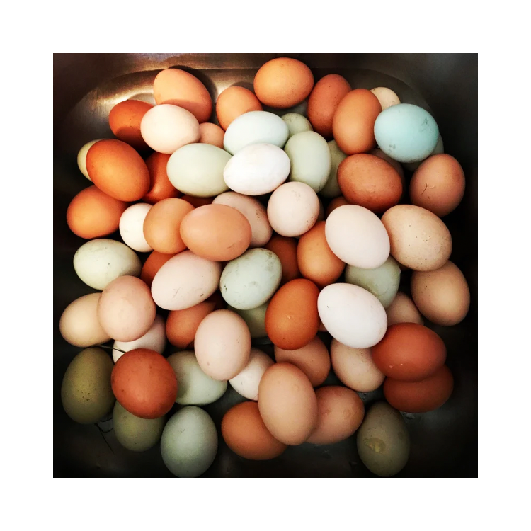 Copy of Copy of Untitled Design 5