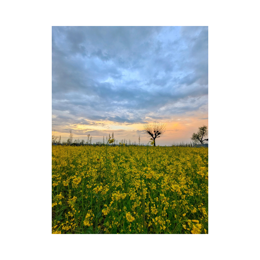 Copy of Copy of Untitled Design 5