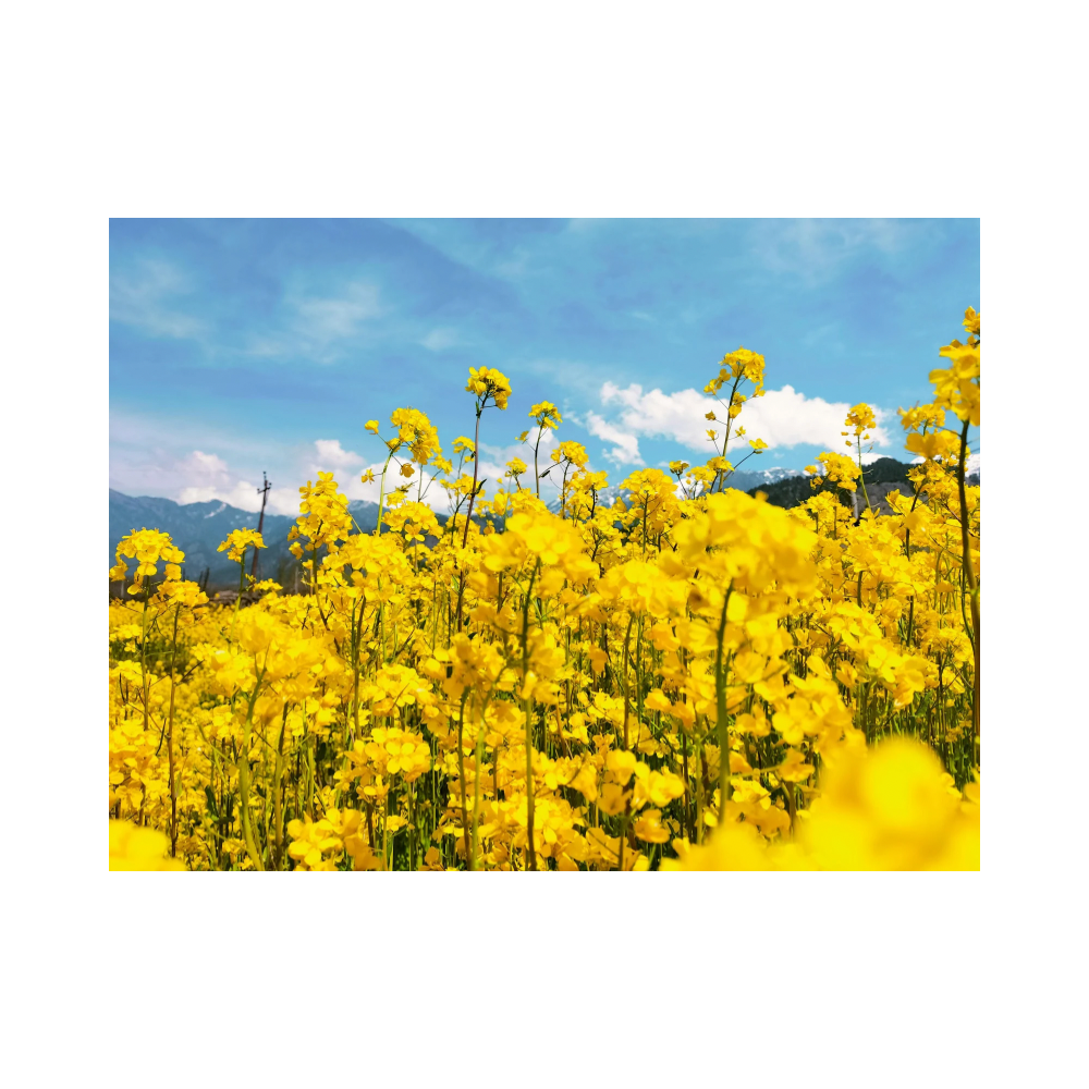 Copy of Copy of Untitled Design 6