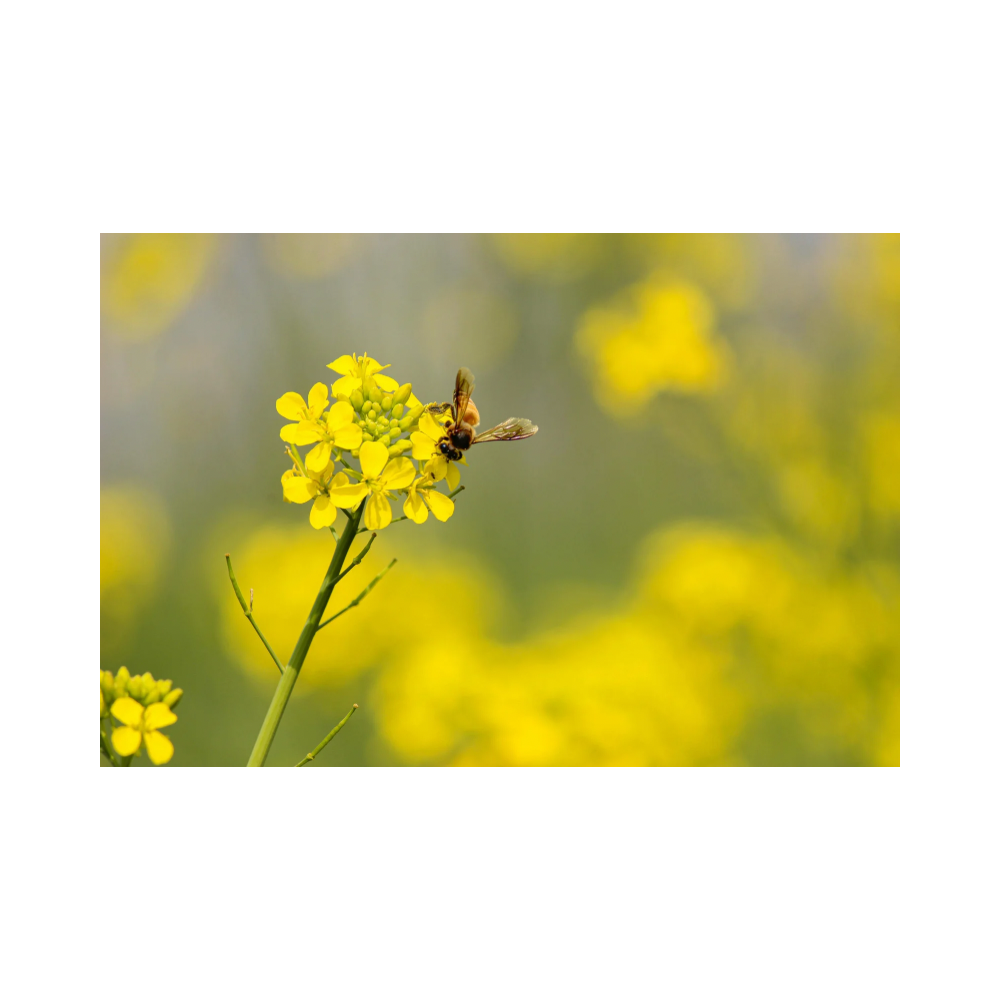 Copy of Copy of Untitled Design 7