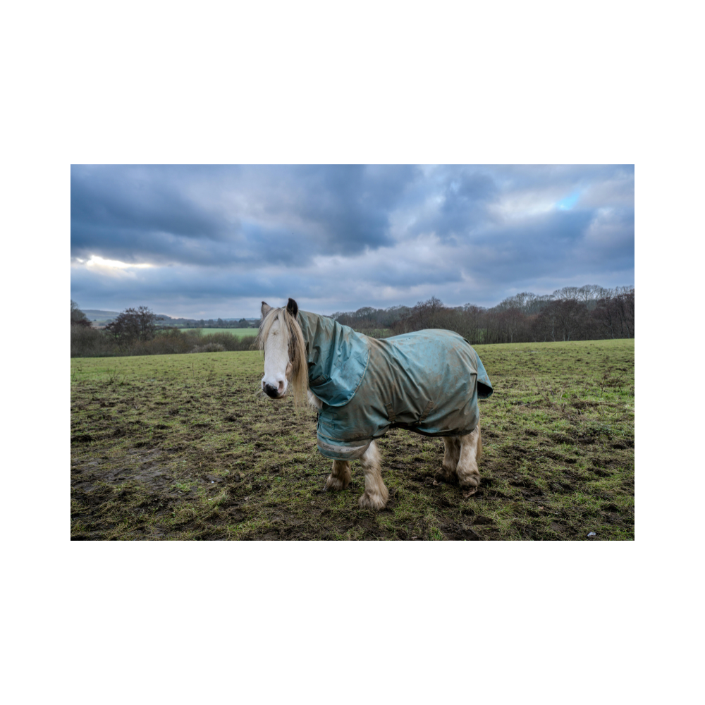 Copy of Copy of Untitled Design 7