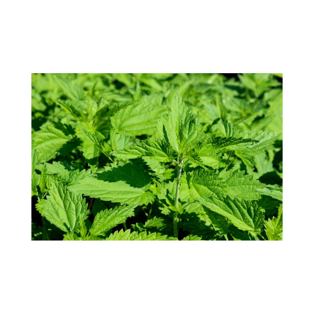 Copy of Copy of Untitled Design 8