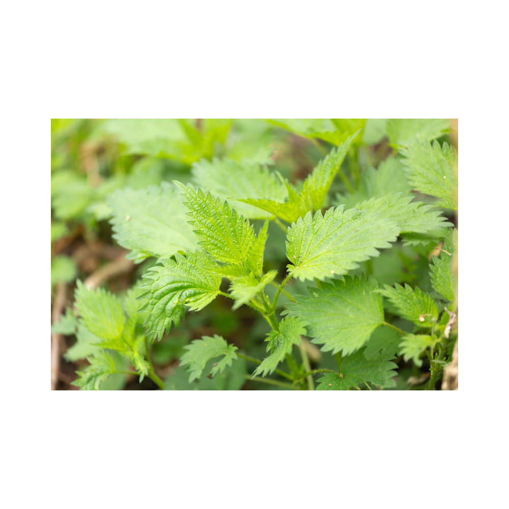 Copy of Copy of Untitled Design 9