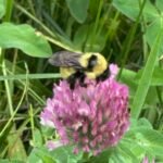 Bumblebee on red clover flower