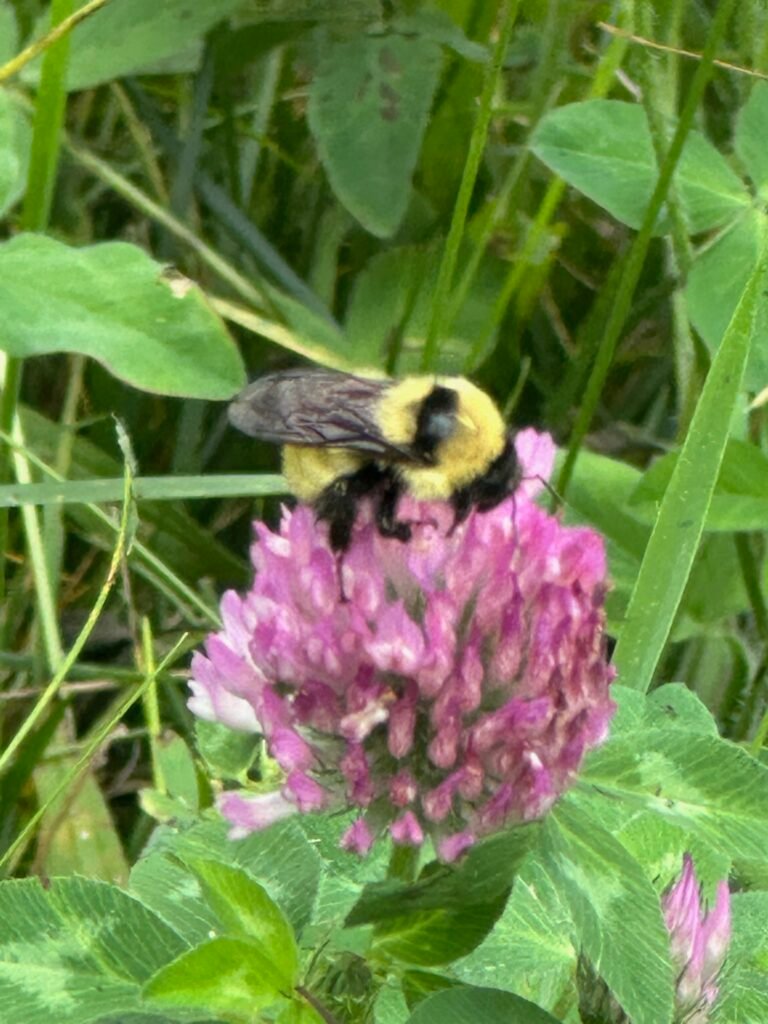 Bumblebee on red clover flower