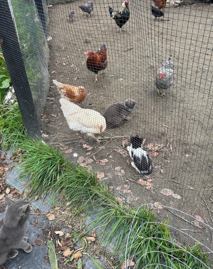 Chickens, Ducks and Cats